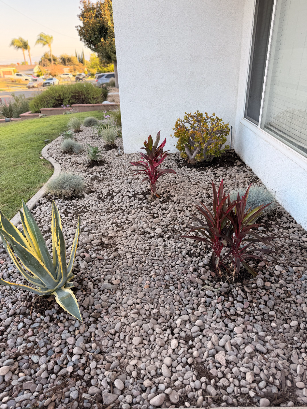 Drought-tolerant planting in a pebble bed beside a house