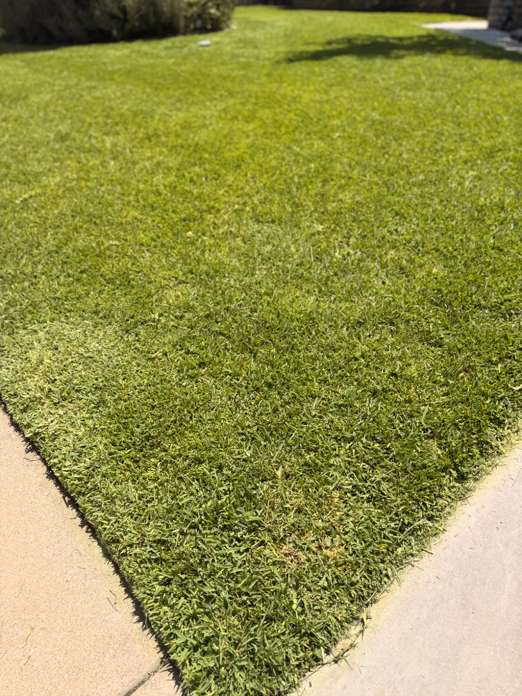 Clean lawn edge meeting a concrete walkway