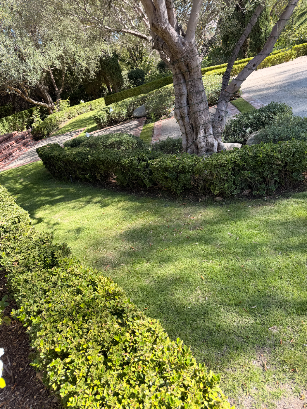 Curved hedge border wrapping a mature tree