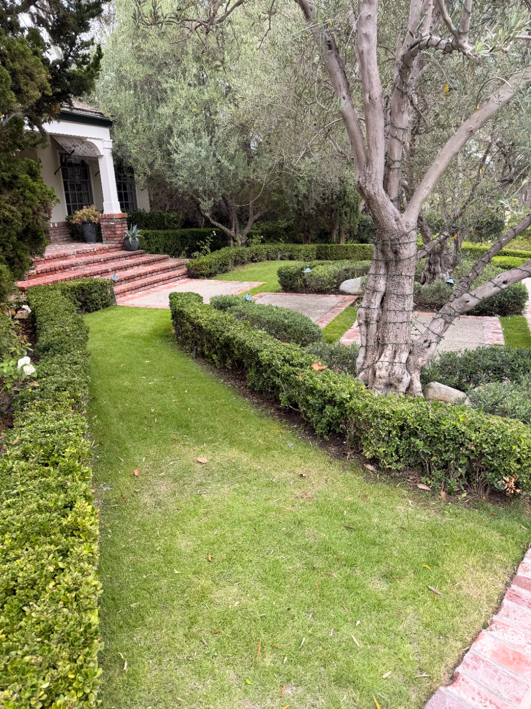 Layered hedge terraces with brick edging and a shade tree